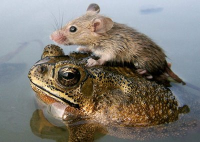 mouse-frog_big_India_monsoon_natl_geo.jpg