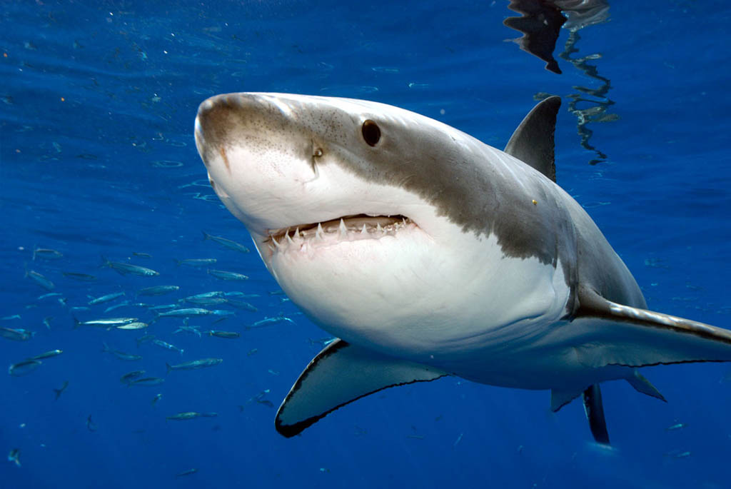 great-white-shark1-jpg.175643