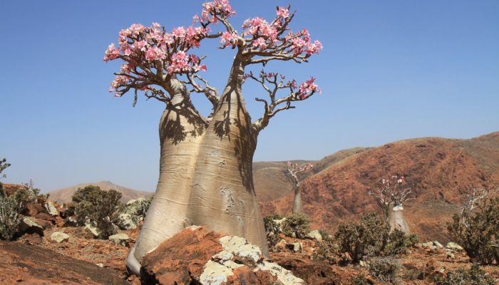 Baobab_5-700x400.jpg