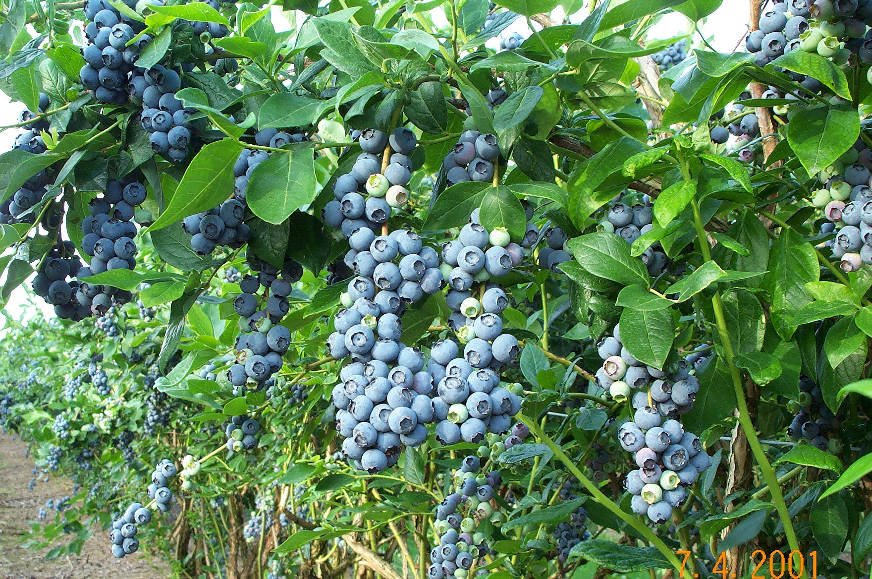 blueberry_bush2.jpg