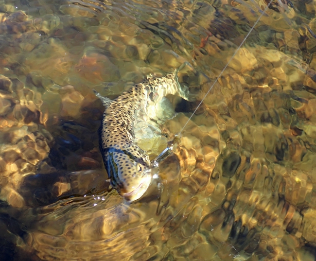 spoon-for-trout.JPG