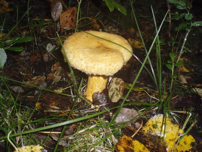 Молоканы грибы как выглядят Молоканы грибы как выглядят