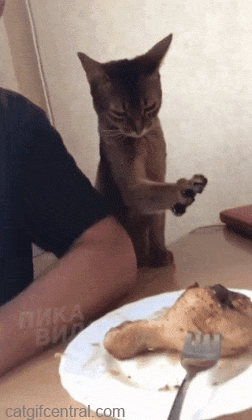 0A0CA8C3-1524-4B20-B6B8-ED3A29C8684A.gif