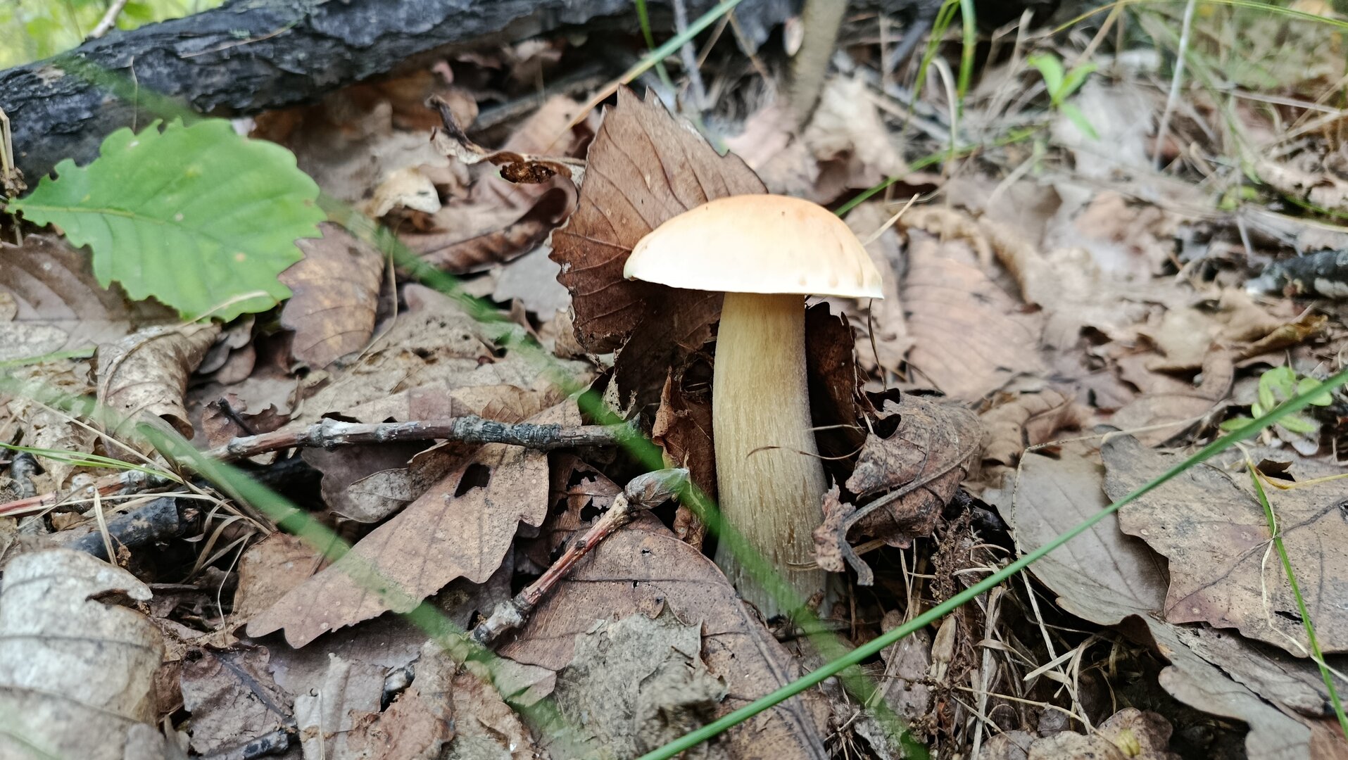 1000105338.jpg