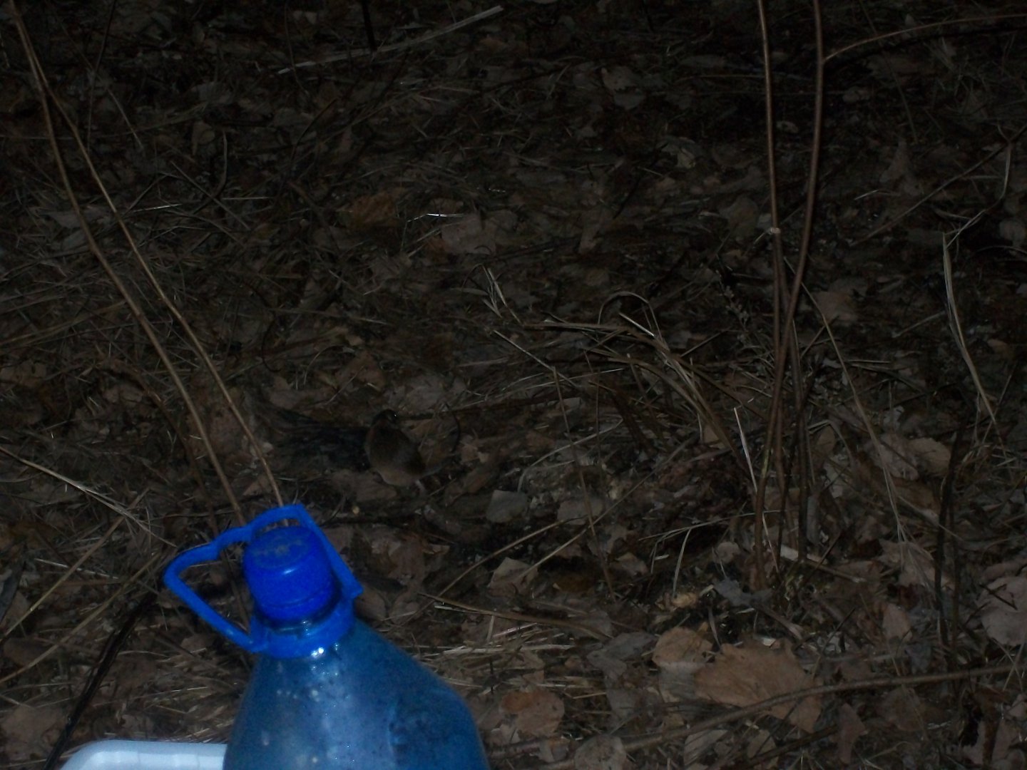 100_0651.JPG