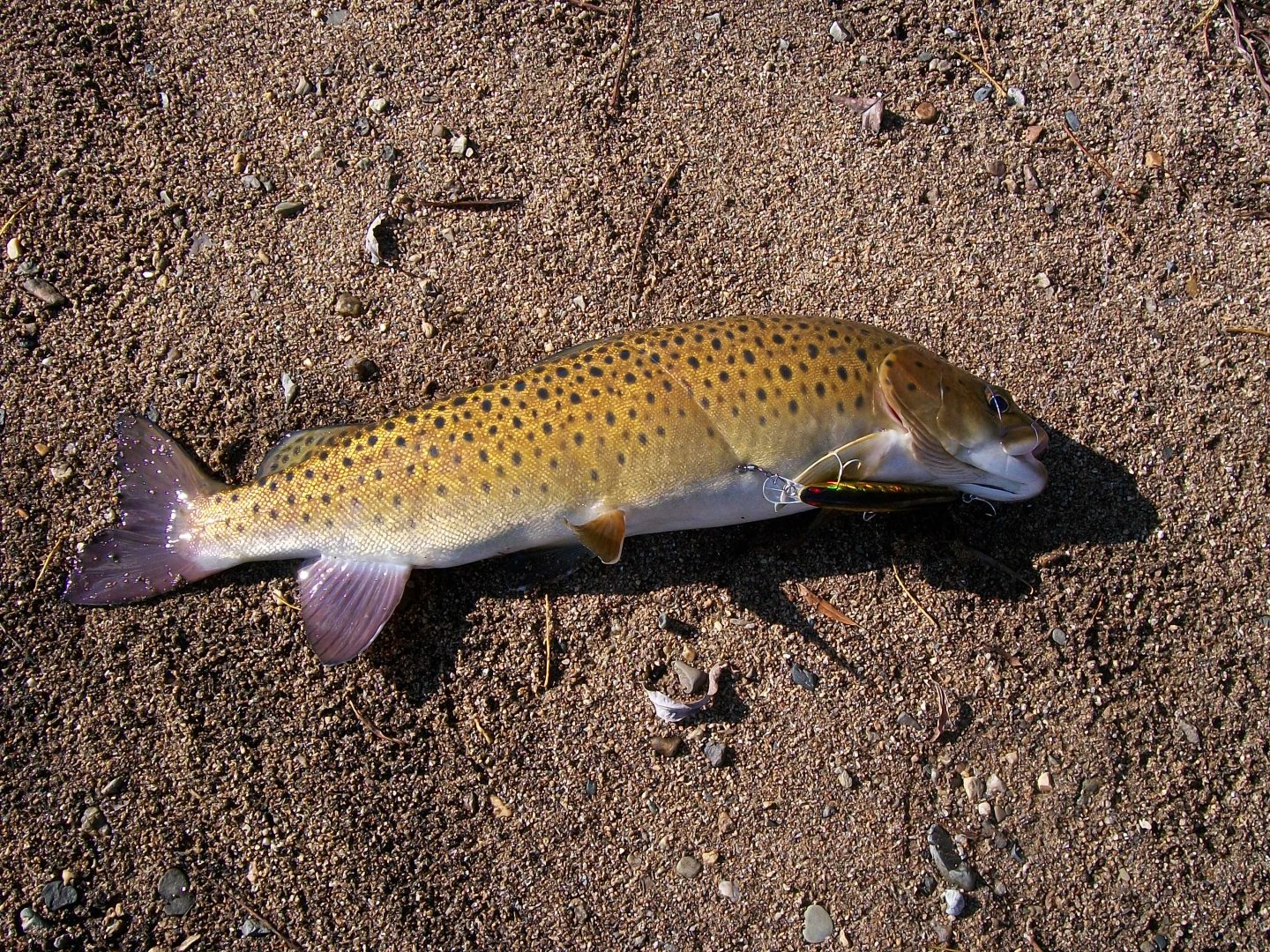 100_0688.JPG