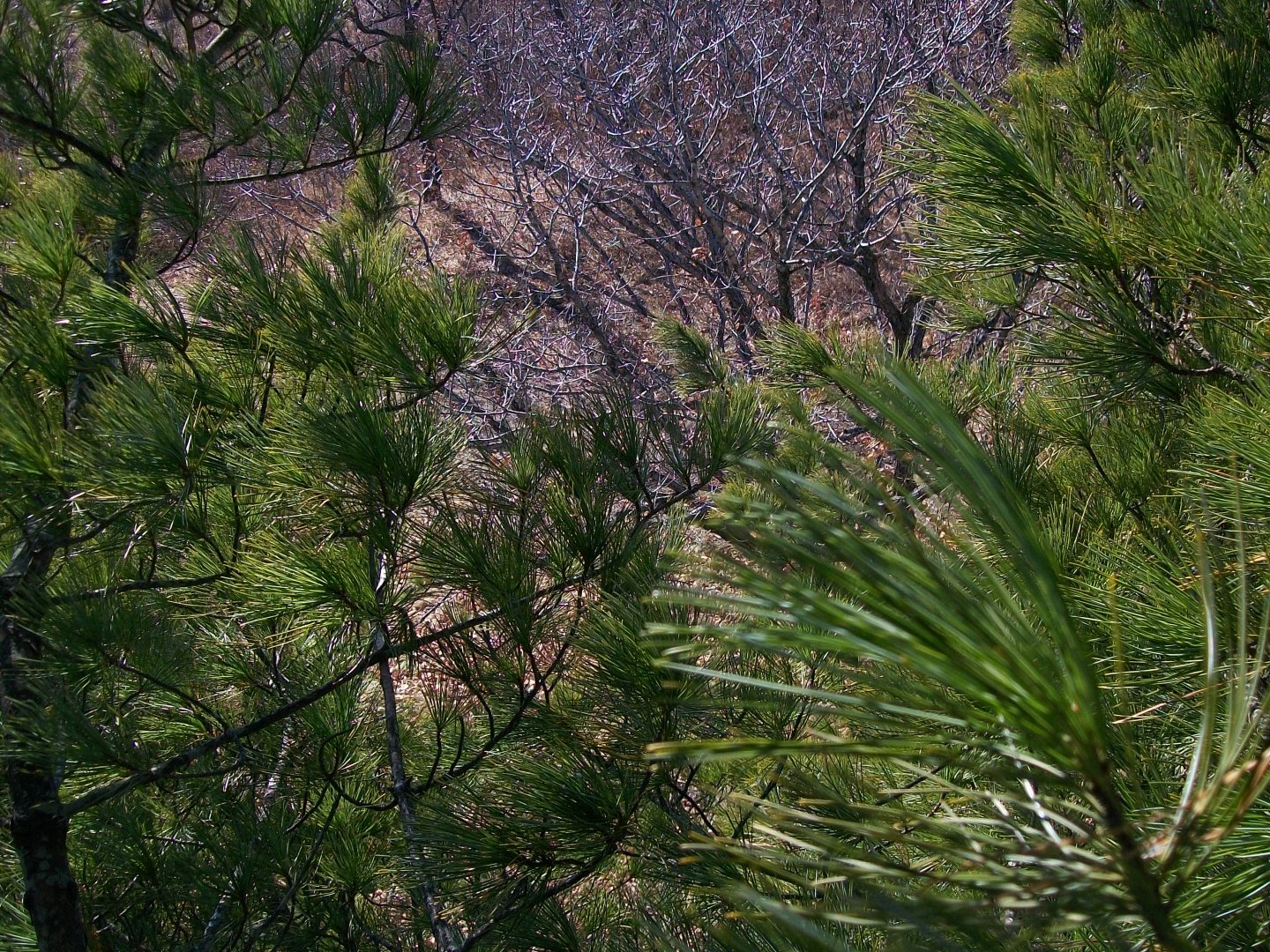100_0692.JPG
