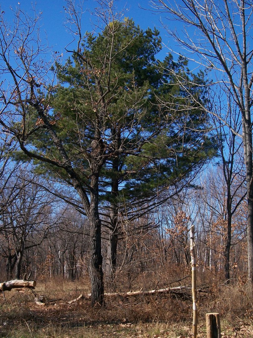 100_0695.JPG