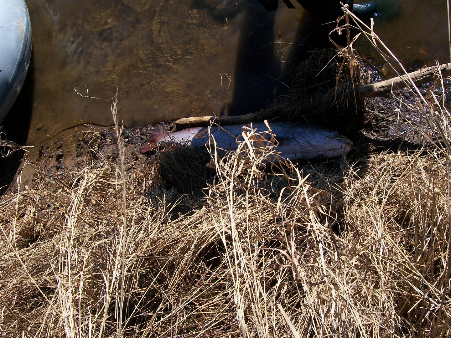 100_0713.JPG
