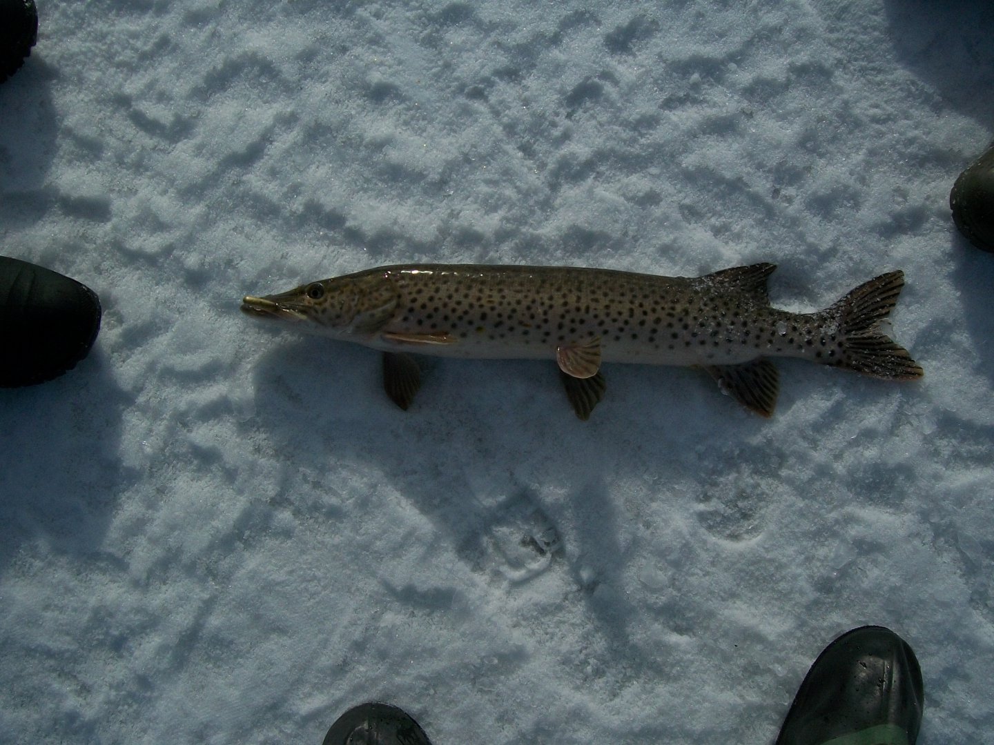 100_1017.JPG