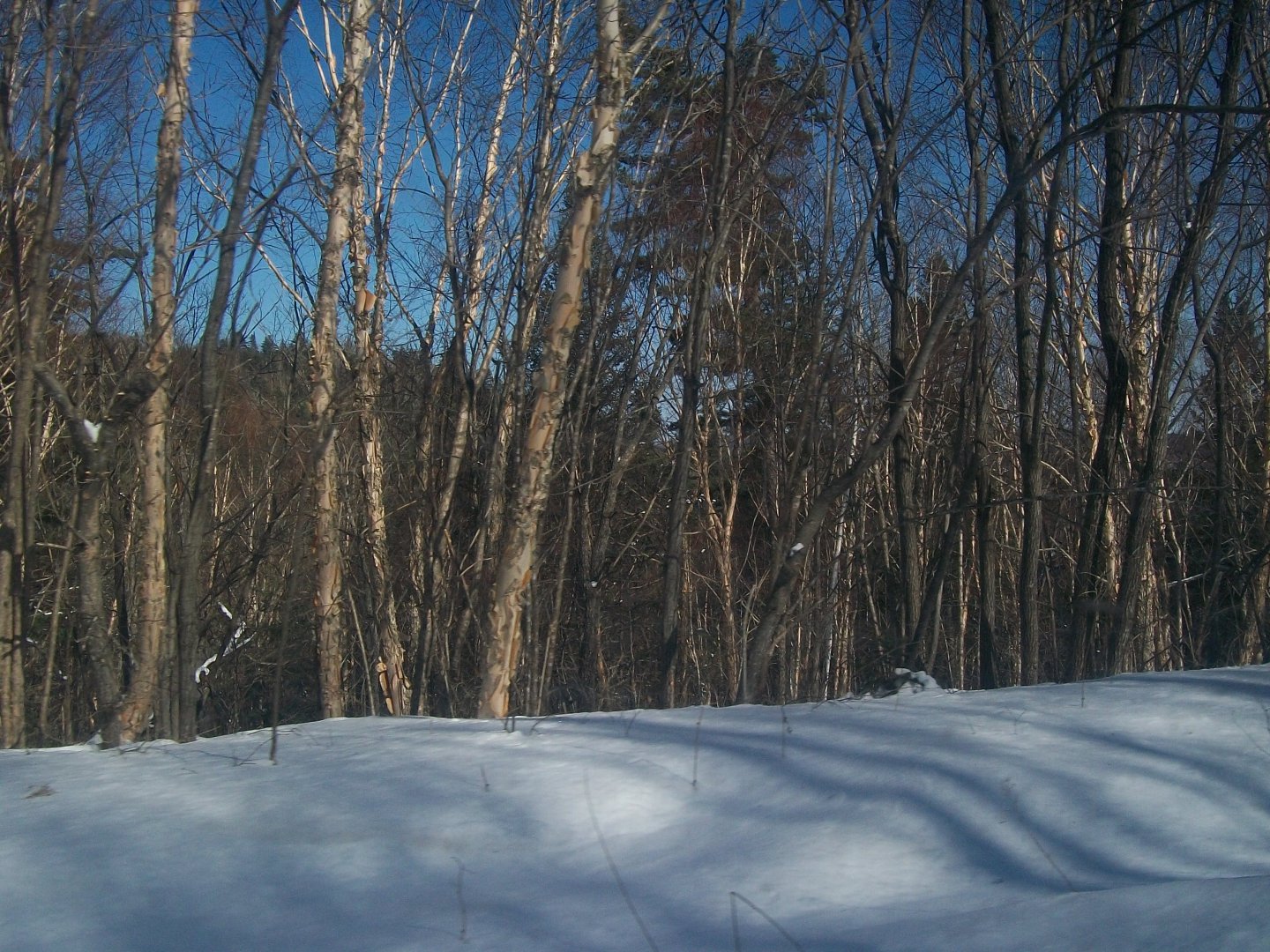 100_1054.JPG