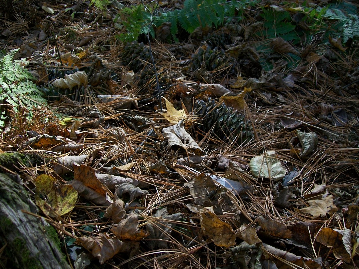 100_1544.JPG