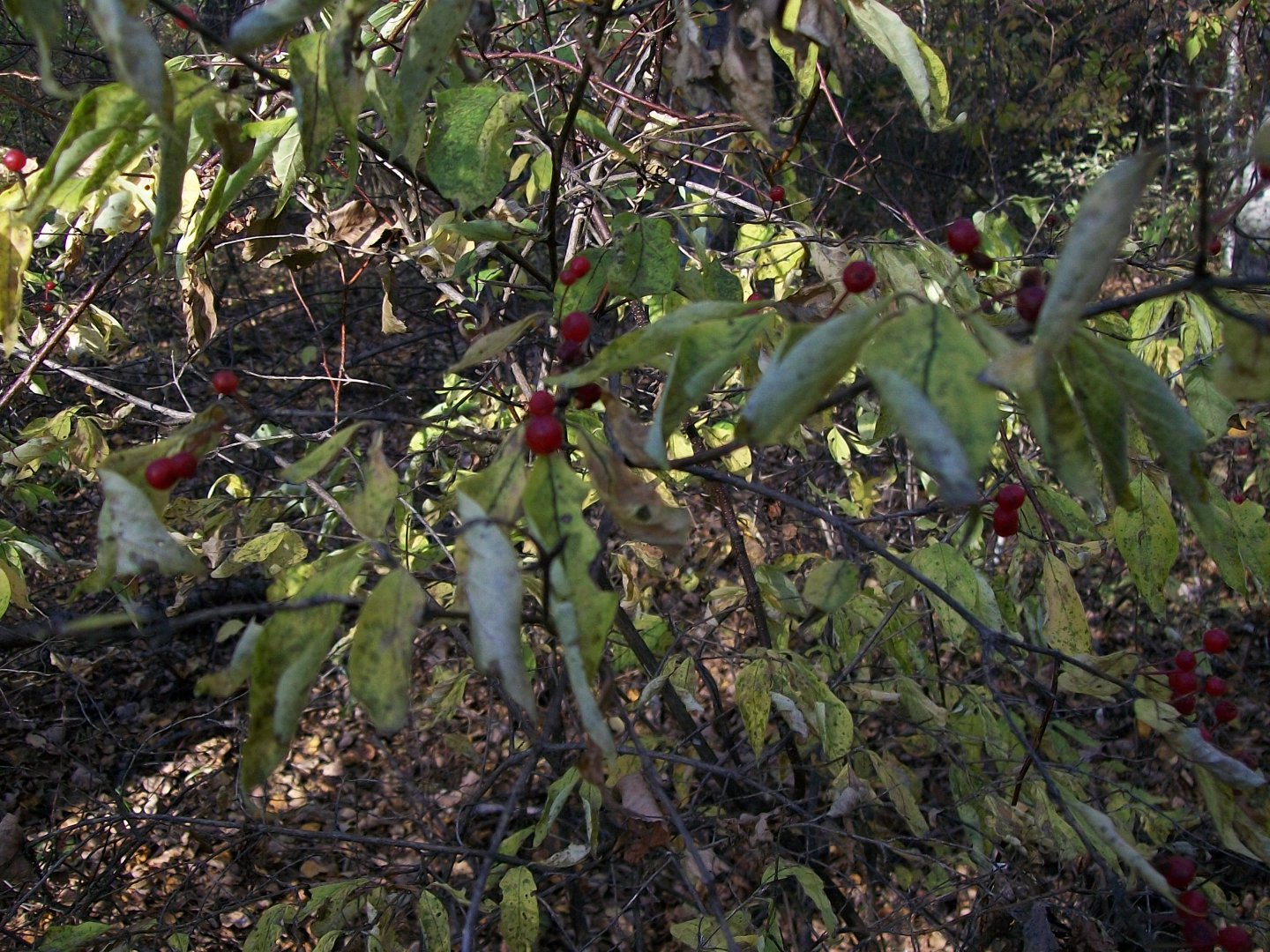 100_1547.JPG