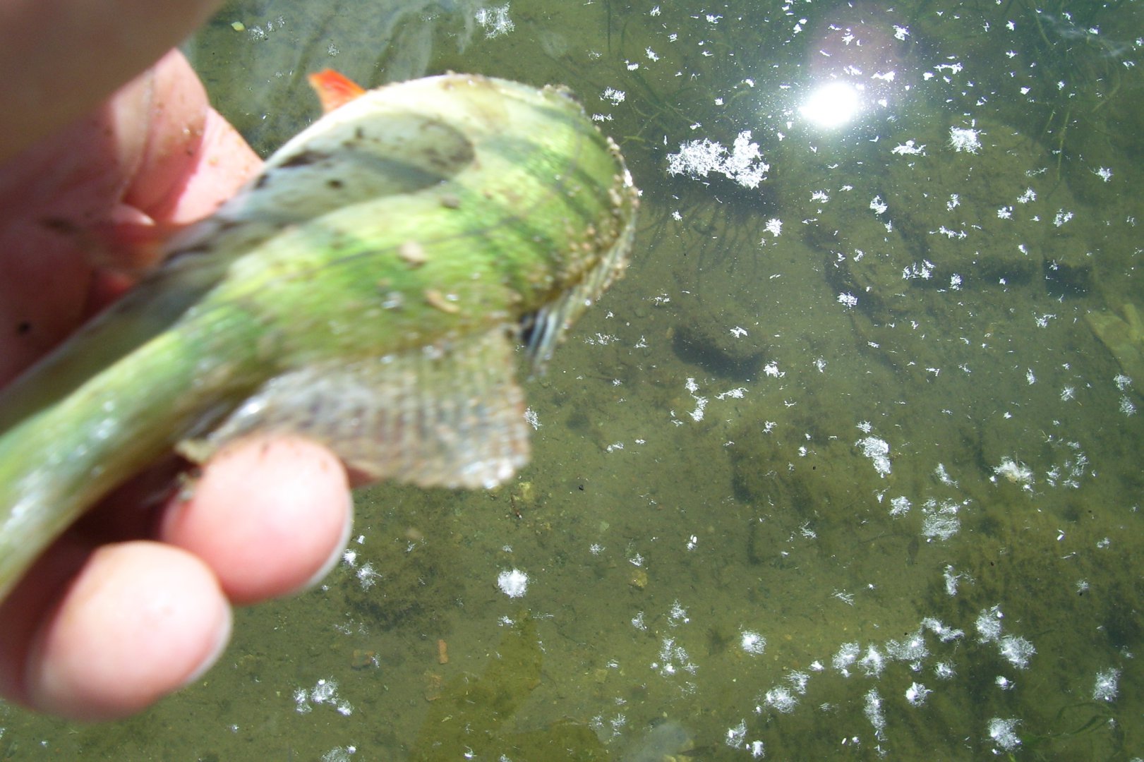 100_2274.JPG