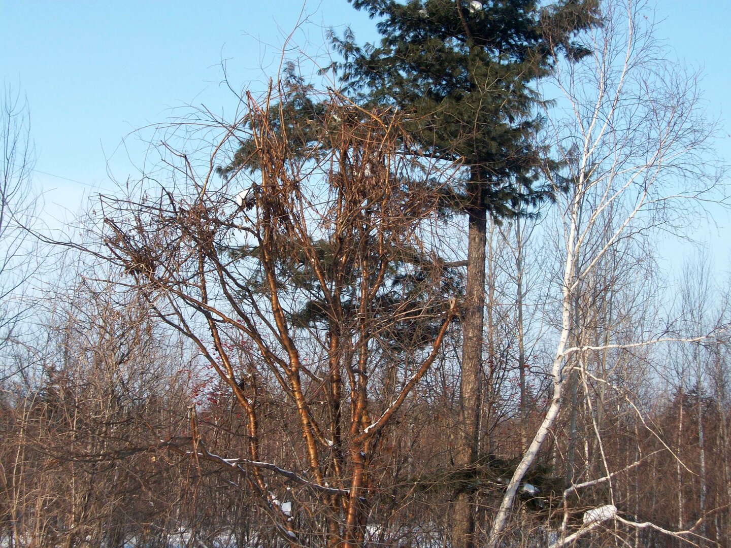 100_2774.JPG