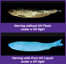 1011uvherring.jpg 1011uvherring.jpg