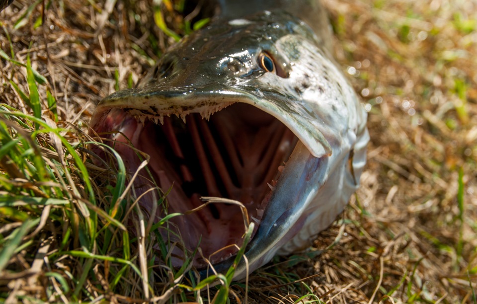 Гродненский рыболов поймал в Немане 1,5-килограммового язя