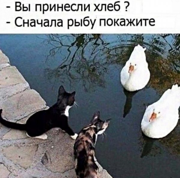 13142892.jpg