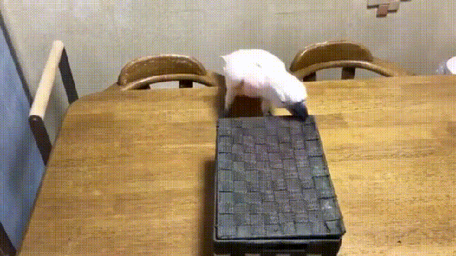 146561561.gif
