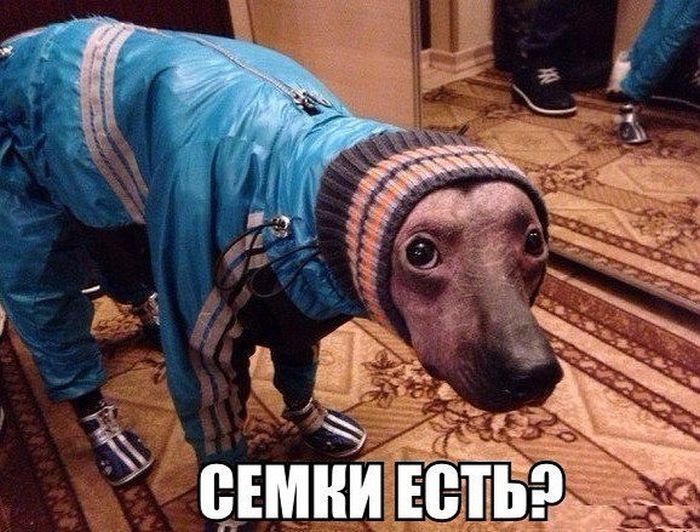 1491210363_podborka_dnevnaya_38.jpg