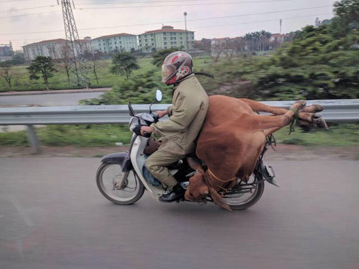 1491388715_wtf_pics_16.jpg