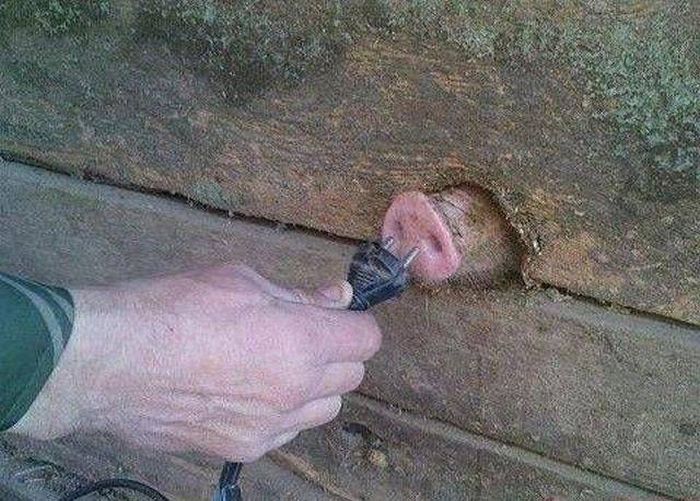 1502959385_you_havent_seen_the_weirdest_09.jpg