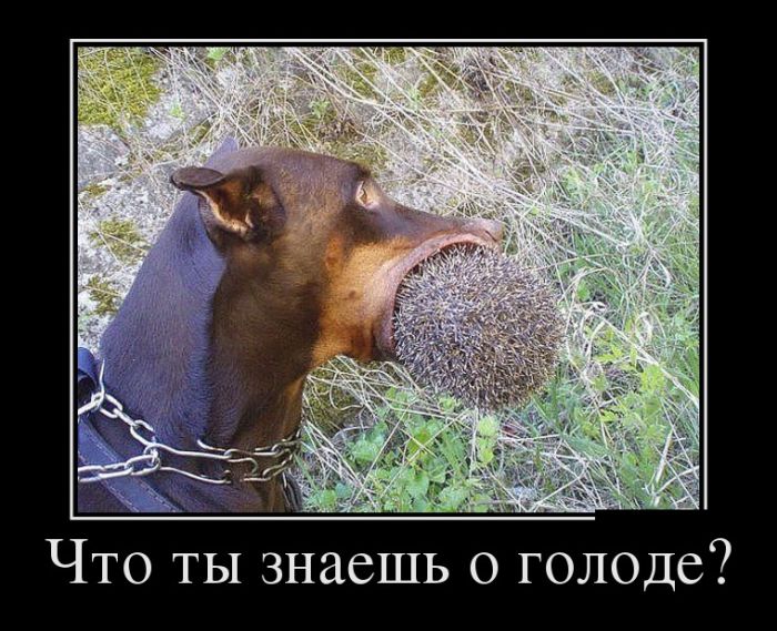 1504777007_demotivatory_02.jpg