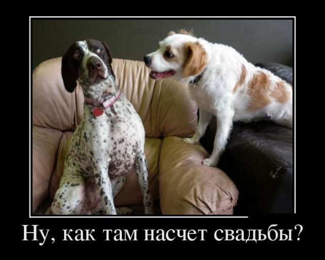 1506336100_demotivatory_04.jpg