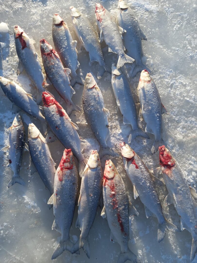 1670754376750.jpeg