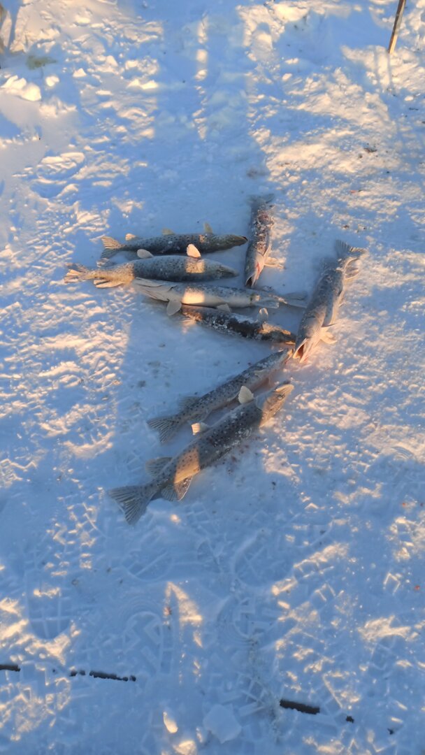 1673083424956(1).jpeg 1673083424956(1).jpeg