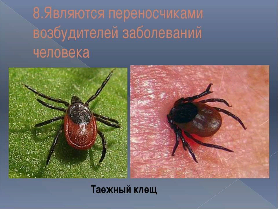 Как выглядит таежный клещ Как выглядит таежный клещ