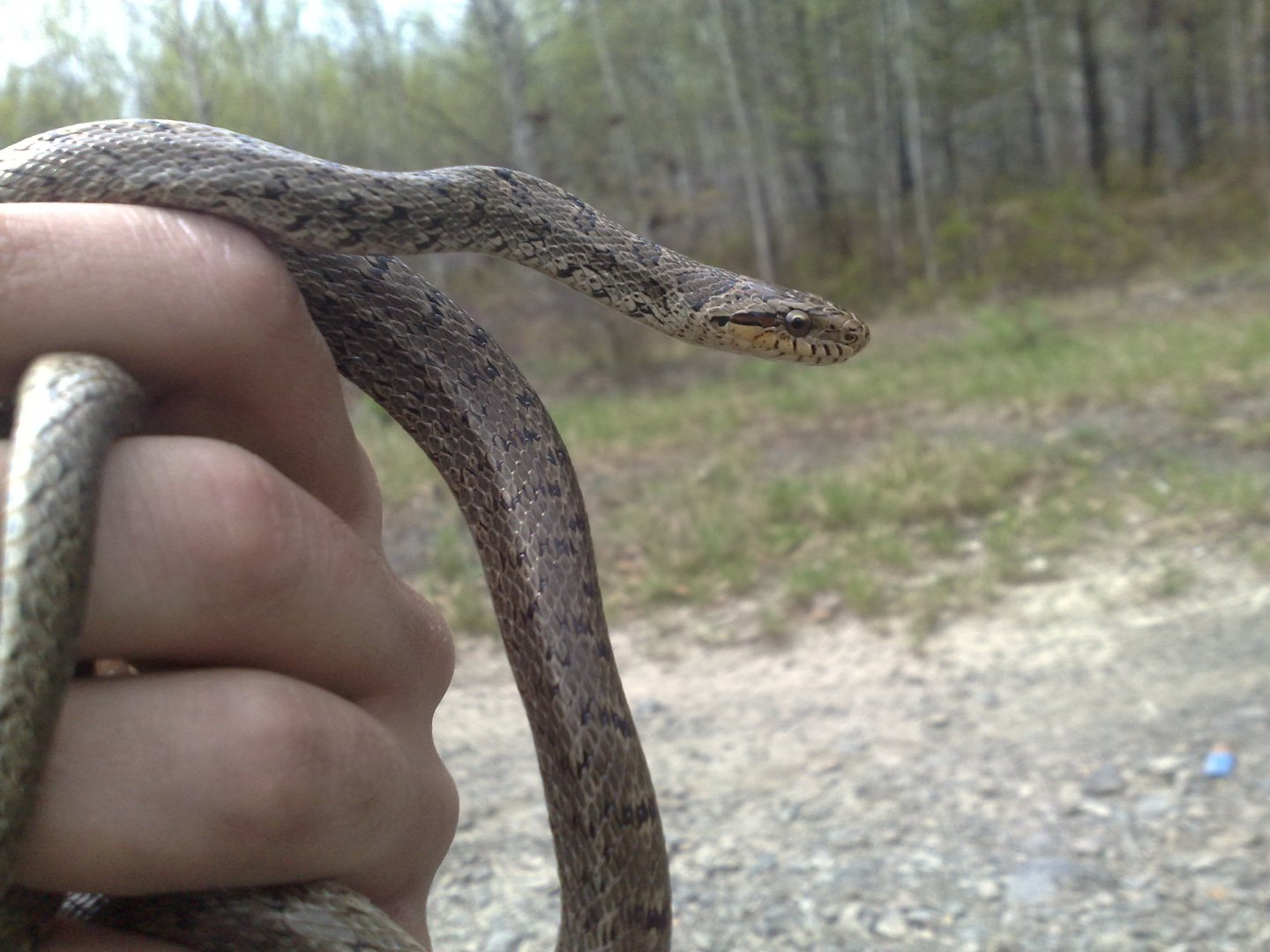 Змей ставропольского края с названиями фото Змей ставропольского края с названиями фото