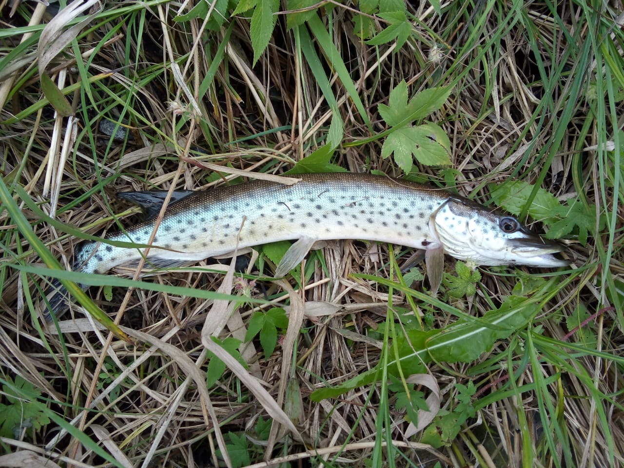 1щук.jpg