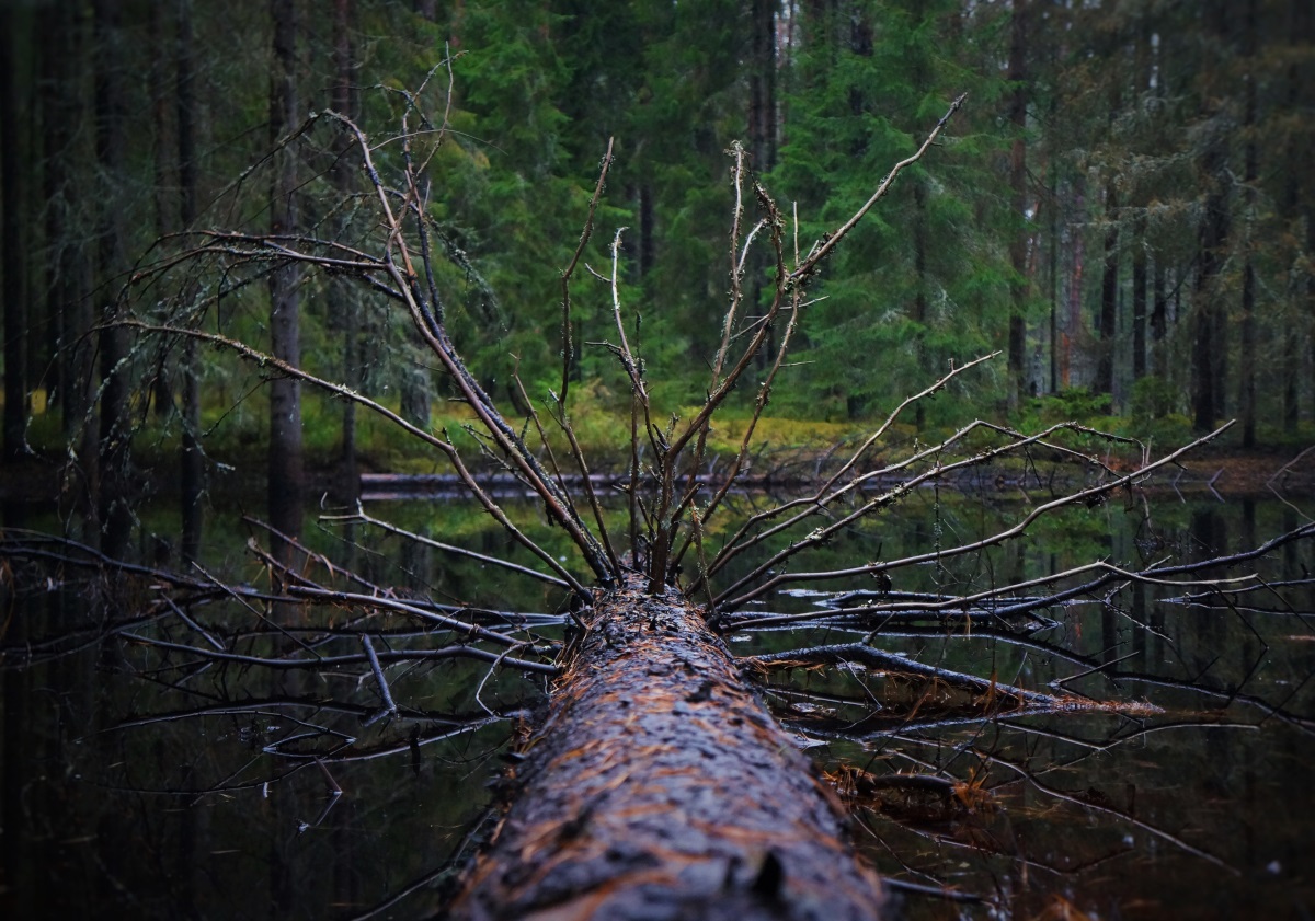 2 (8).JPG