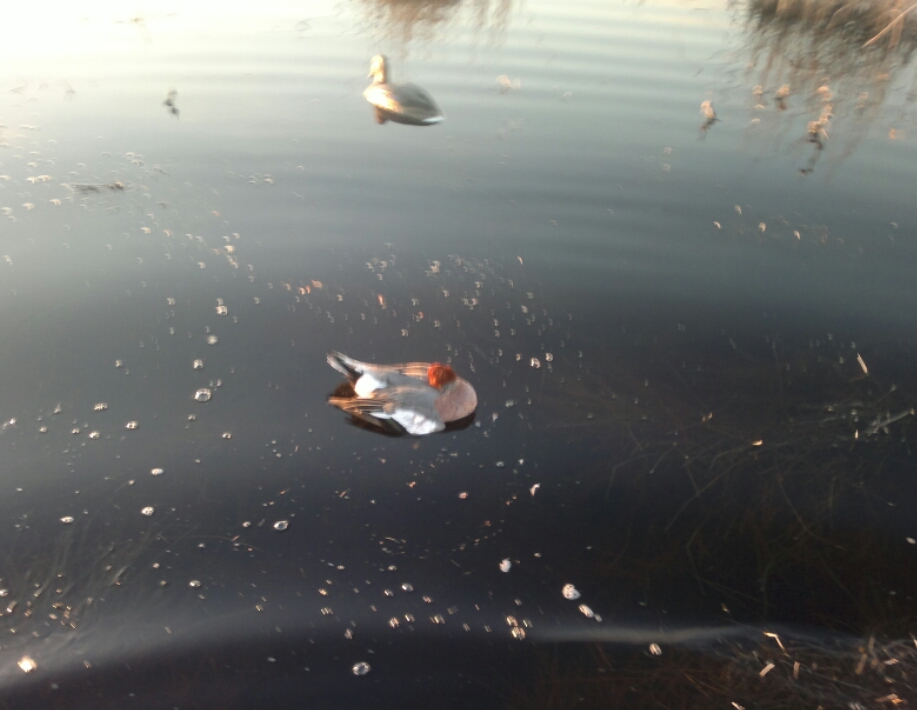 2015-04-08 09.56.13.jpg