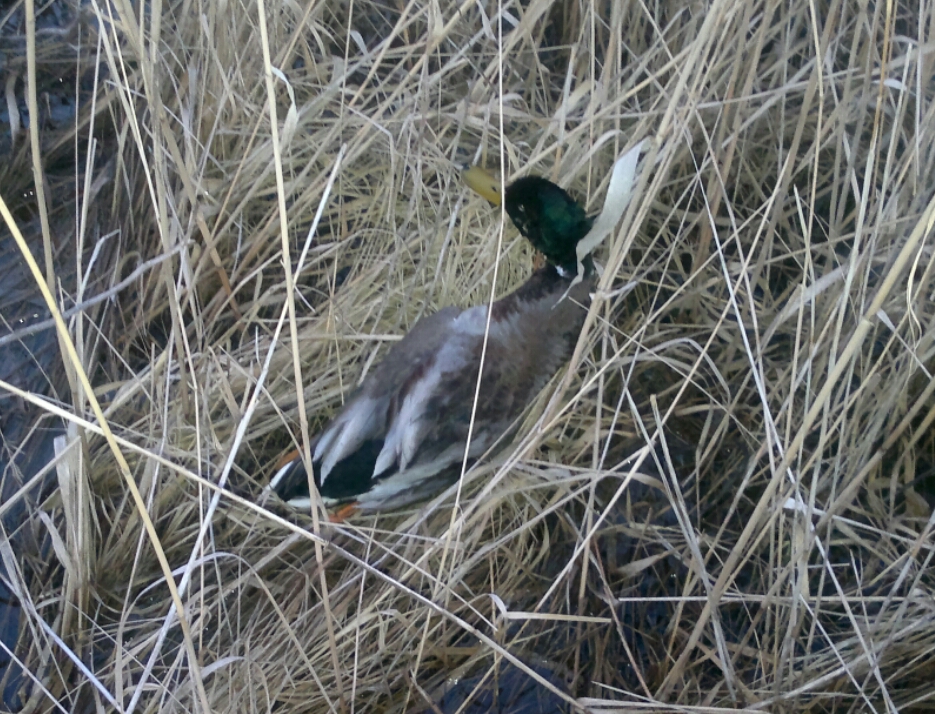 2015-04-08 09.59.02.jpg