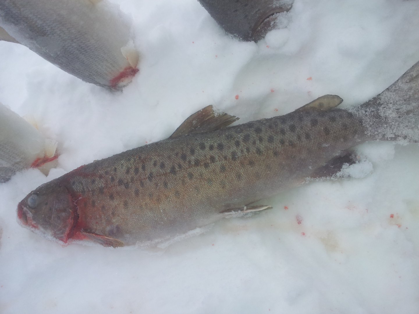 20150107_143634.jpg