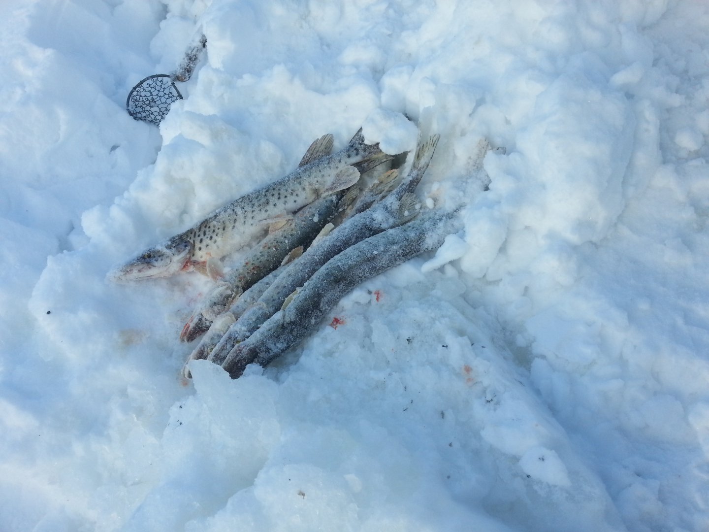 20150214_140746[1].jpg