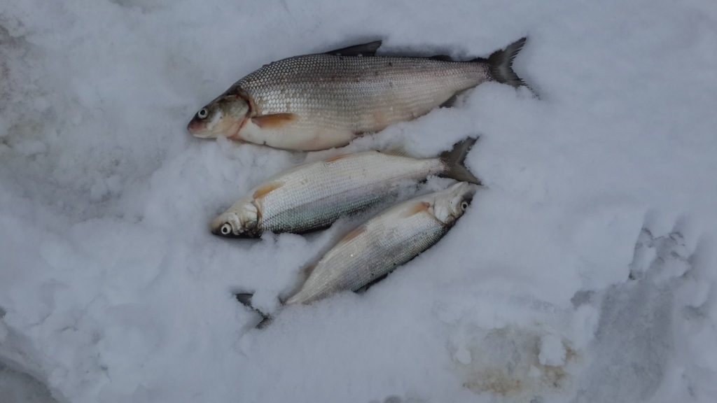 20150411_163517.jpg