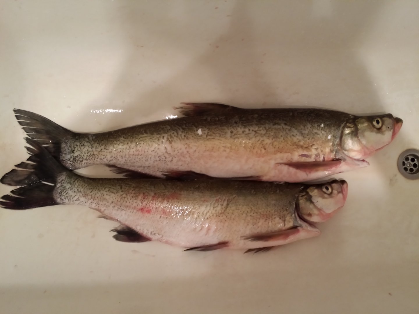 20150524_225207_LLS.jpg