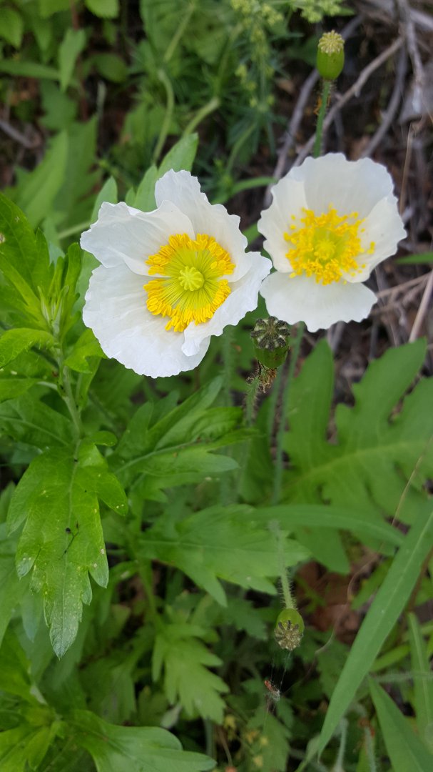 20150620_081003.jpg