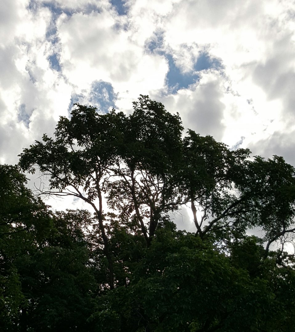 20150620_084954-1.jpg