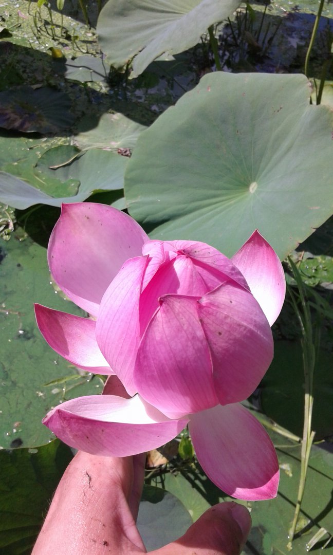 20150801_151943.jpg