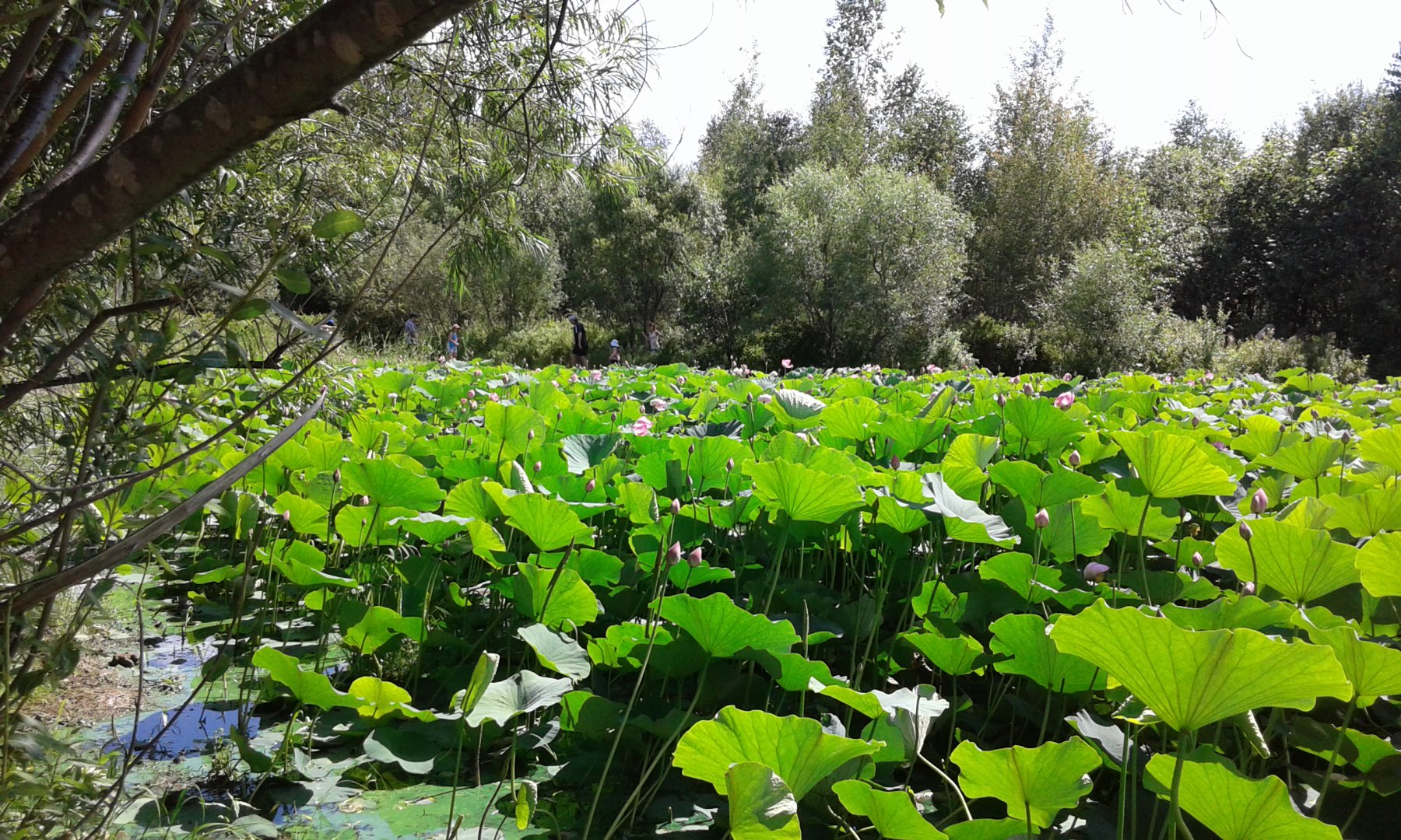 20150801_152222.jpg