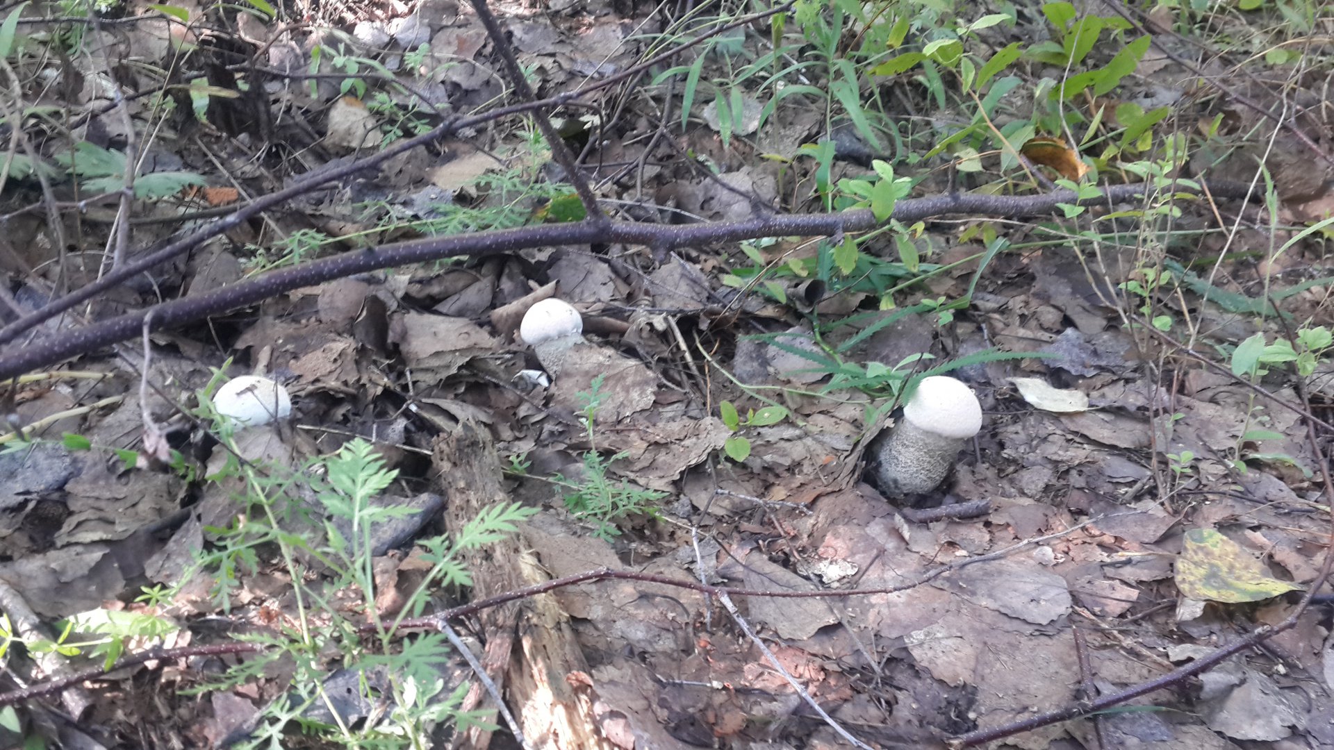 20150812_082545.jpg