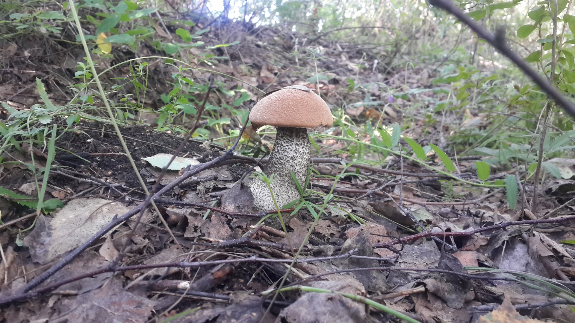 20150812_083043.jpg