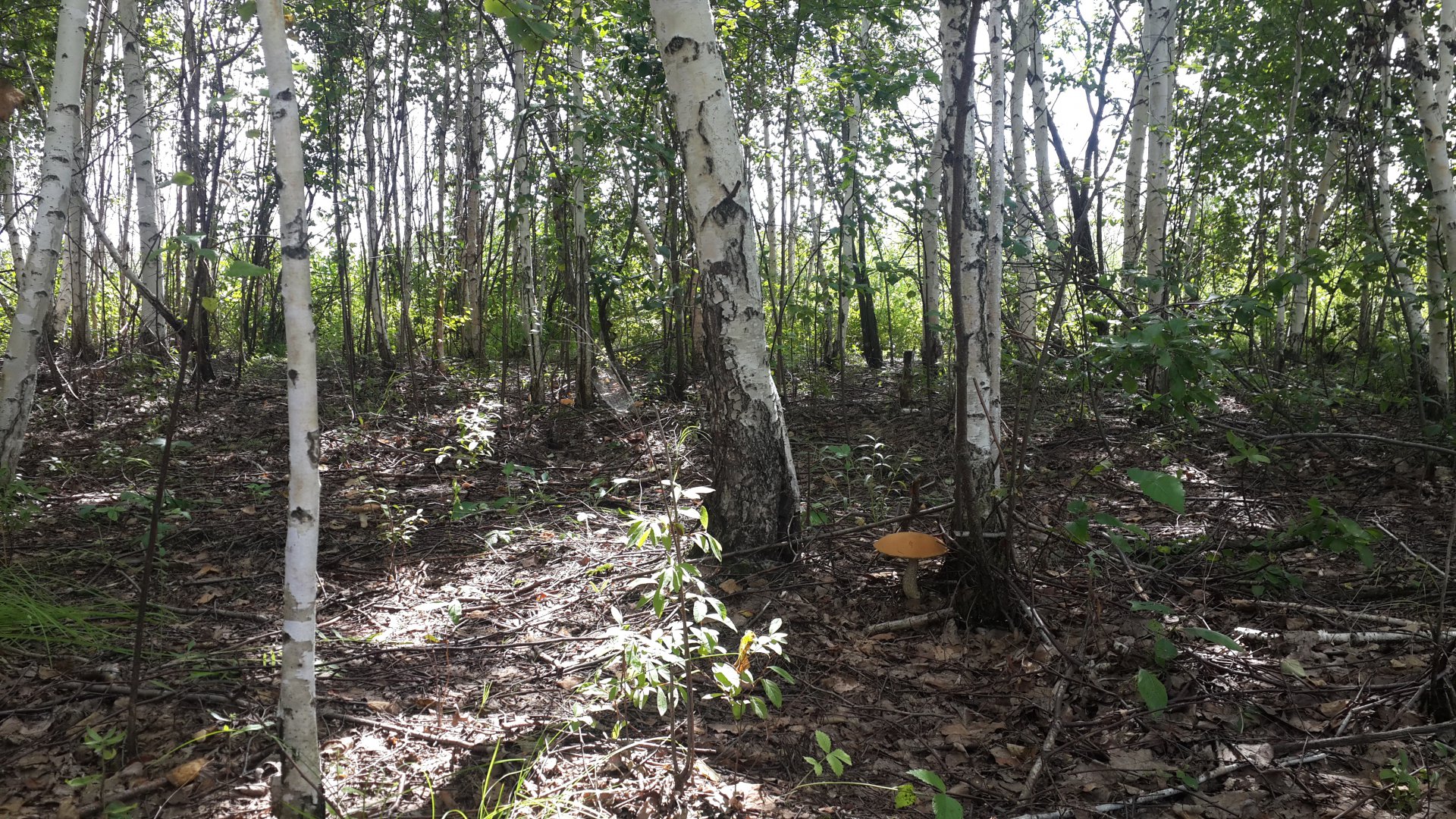 20150812_122522.jpg