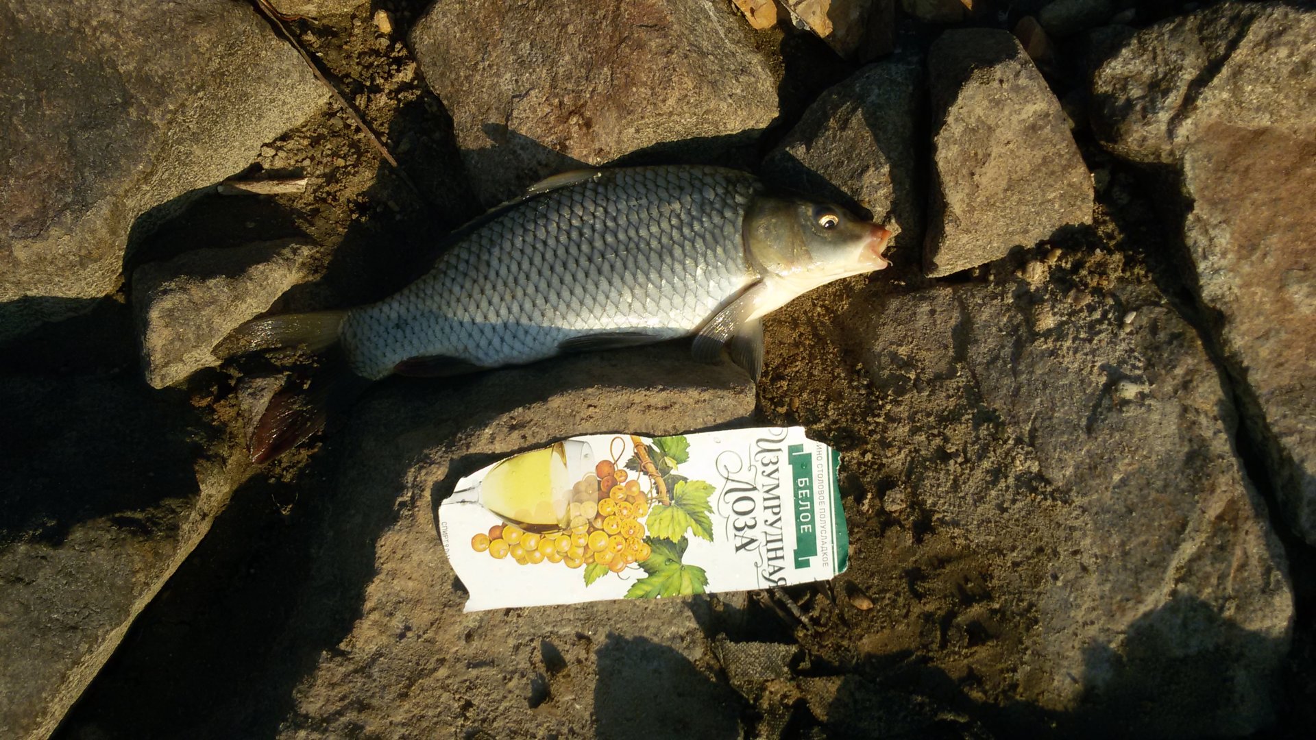 20150919_075321.jpg