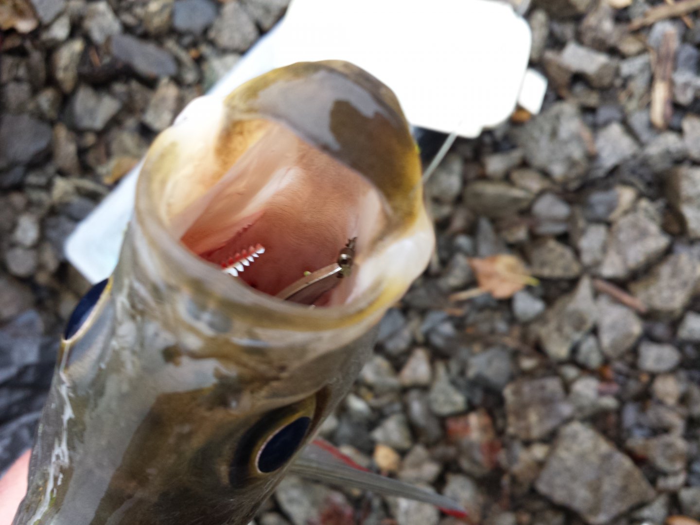 20151009_142912.jpg