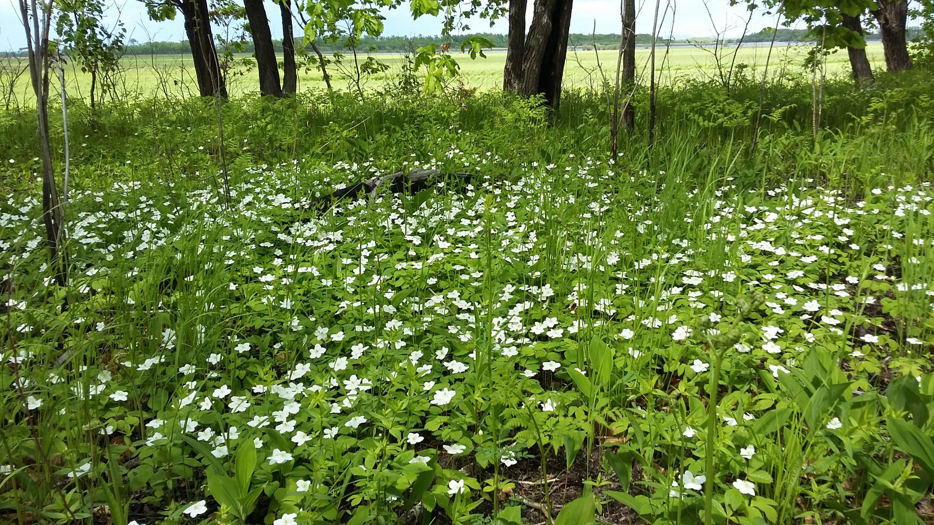 20160527_142954.jpg
